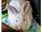 Adopt KiKi a American, Bunny Rabbit