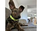 Adopt Whitby a Australian Shepherd, German Shepherd Dog