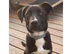 Adopt Avery a Pit Bull Terrier