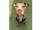 Adopt Rose a Pit Bull Terrier, Mixed Breed