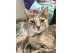 Adopt Indira a Dilute Calico, Domestic Short Hair