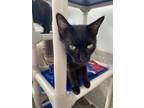 Adopt Raven a Domestic Short Hair