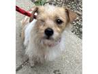 Adopt Lainey a Parson Russell Terrier, Mixed Breed