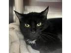 Adopt Lucille a Domestic Short Hair