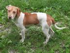 Adopt Gem a Beagle