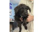 Adopt Rizzo a Standard Poodle, Mixed Breed