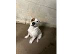 Adopt Piddle a Parson Russell Terrier, Mixed Breed