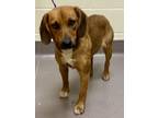Adopt Smidgen a Redbone Coonhound, Beagle