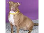 Adopt Catwoman a Mixed Breed
