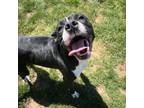 Adopt Punky Brewster a Mixed Breed, Terrier