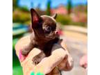 Chihuahua Puppy for sale in San Jose, CA, USA
