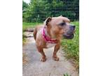 Adopt Piggly Wiggly a Mixed Breed