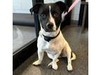 Adopt Winona a Jack Russell Terrier