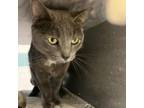 Adopt Mama Kitty and Tootsie a Domestic Short Hair