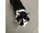 Adopt Tootsie and Mama Kitty a Domestic Short Hair