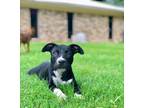 Adopt Nandi Zulu a American Staffordshire Terrier, Labrador Retriever