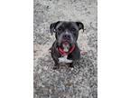 Adopt Martini a Pit Bull Terrier, Mixed Breed