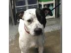 Adopt Brant a Mixed Breed