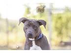Adopt 73863A Athens a American Staffordshire Terrier, Mixed Breed