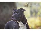 Adopt 73626a Pillow a American Staffordshire Terrier, Mixed Breed