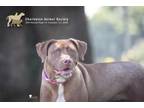Adopt 73629a Nina a American Staffordshire Terrier, Mixed Breed
