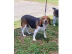 Adopt 74139A Kiki a Beagle, Mixed Breed