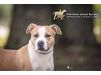 Adopt 73909a Elmie a American Staffordshire Terrier, Mixed Breed
