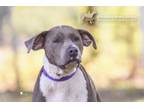 Adopt 73784A Bella a American Staffordshire Terrier