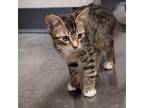 Adopt Strawberry @ PetSmart Dorchester Road a Domestic Short Hair