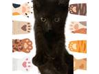 Adopt Mona a Extra-Toes Cat / Hemingway Polydactyl, Domestic Medium Hair