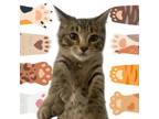 Adopt Rogue a Extra-Toes Cat / Hemingway Polydactyl, Tabby