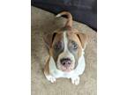 Adopt Crabcake a Pit Bull Terrier