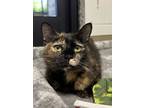 Adopt Peanut Butter Jelly a Domestic Short Hair