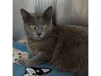 Adopt Clam a Domestic Short Hair