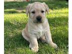Labrador Retriever PUPPY FOR SALE ADN-794431 - Yellow and Black Labs