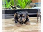Morkie PUPPY FOR SALE ADN-794443 - Tcup Toby