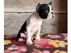 Boston Terrier PUPPY FOR SALE ADN-794448 - Boston Terrier