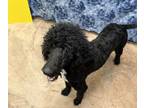 Adopt Roxanne a Standard Poodle, Mixed Breed