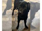 Labrador Retriever PUPPY FOR SALE ADN-794466 - One year old black lab house and
