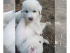 Great Pyrenees PUPPY FOR SALE ADN-794484 - Full Blooded white Great Pyrenees