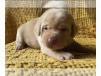 Labrador Retriever PUPPY FOR SALE ADN-794485 - AKC Labrador Retriever