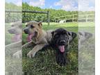 Cane Corso PUPPY FOR SALE ADN-794492 - AKC Cane Corso Puppies
