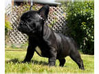 French Bulldog PUPPY FOR SALE ADN-794500 - Female Brindle puppy