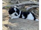 Shih Tzu PUPPY FOR SALE ADN-794511 - Wilburt is looking for his forever home
