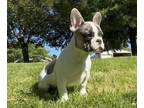 French Bulldog PUPPY FOR SALE ADN-794517 - Male pied puppy