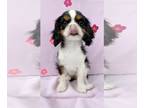Cavalier King Charles Spaniel PUPPY FOR SALE ADN-794524 - Cavalier King Charles