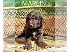 Labradoodle-Poodle (Standard) Mix PUPPY FOR SALE ADN-794536 - F1b mini