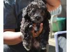 Poodle (Toy) PUPPY FOR SALE ADN-794548 - GORGEOUS POODLE PUP