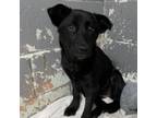 Adopt Anastasia a Black Labrador Retriever