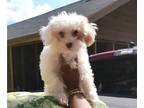 Poodle (Toy) PUPPY FOR SALE ADN-794551 - GORGEOUS POODLE PUP